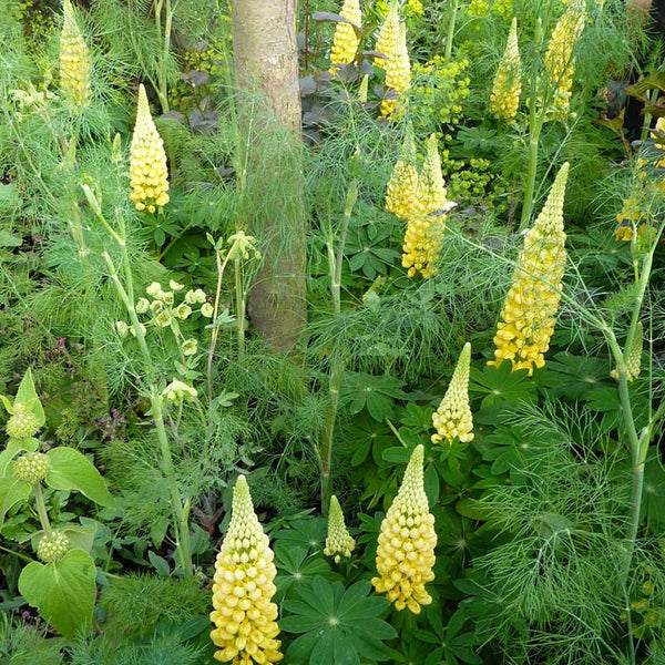 Lupins at Chelsea Flower Show