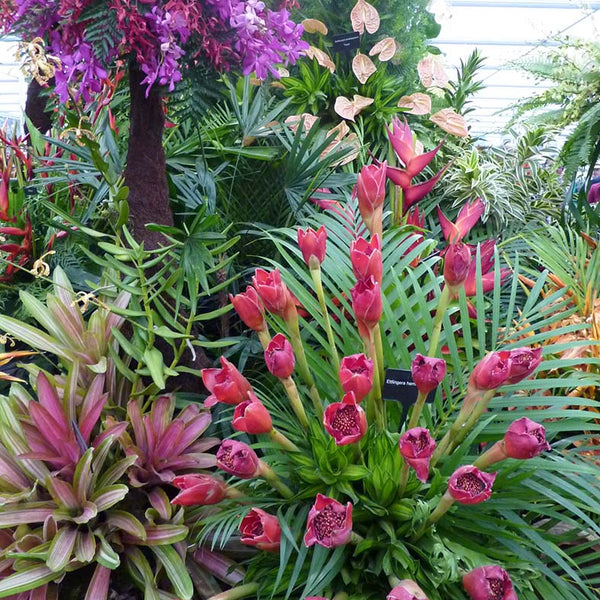 Tropical flowers at Chelsea Flower Show