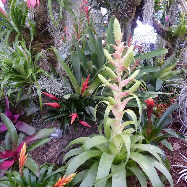 Tropical plants at Chelsea Flower Show