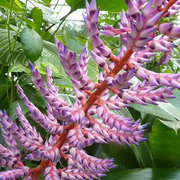 Patterns in Nature - pink and purple tropical plant