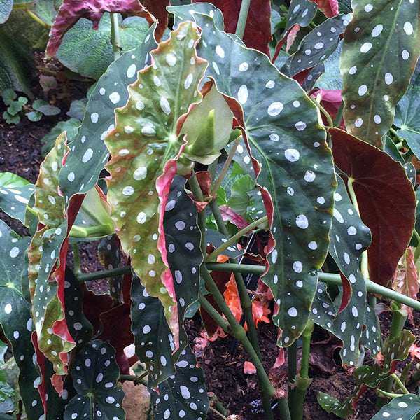 Patterns in Nature - Dotty tropical plant