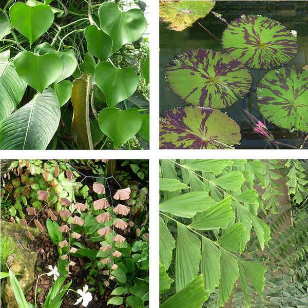 Patterns in nature - different shaped leaves