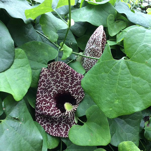 Patterns in Nature - unusual patterned flower