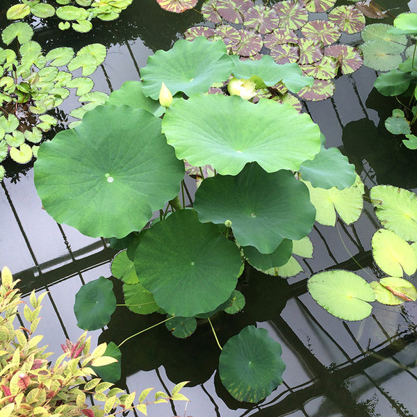 Patterns in Nature - lotus leaves