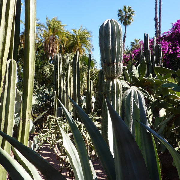 Variety of cacti and palm trees in Marjorelle Gardens