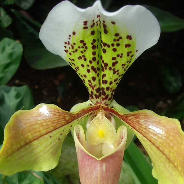 Patterns in Nature - beautiful dotty orchid