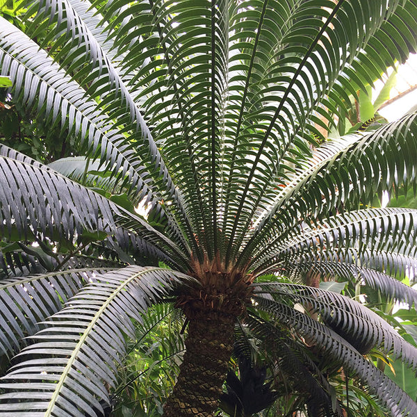 Patterns in Nature - palm tree