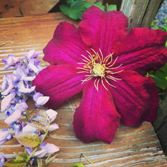 Clematis in my Harlem garden