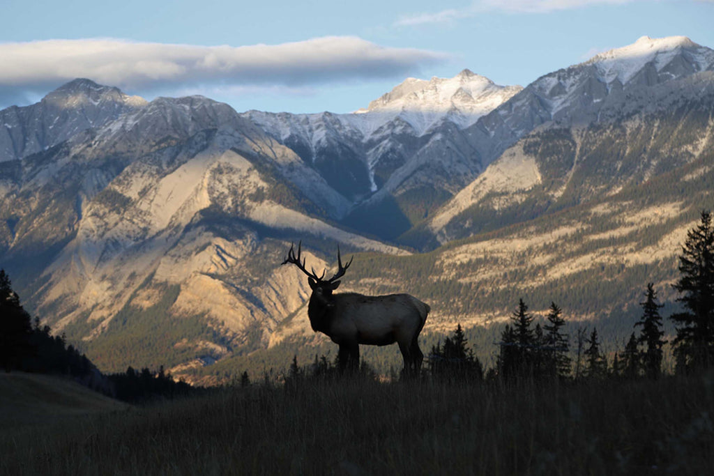 elk mountain range in background