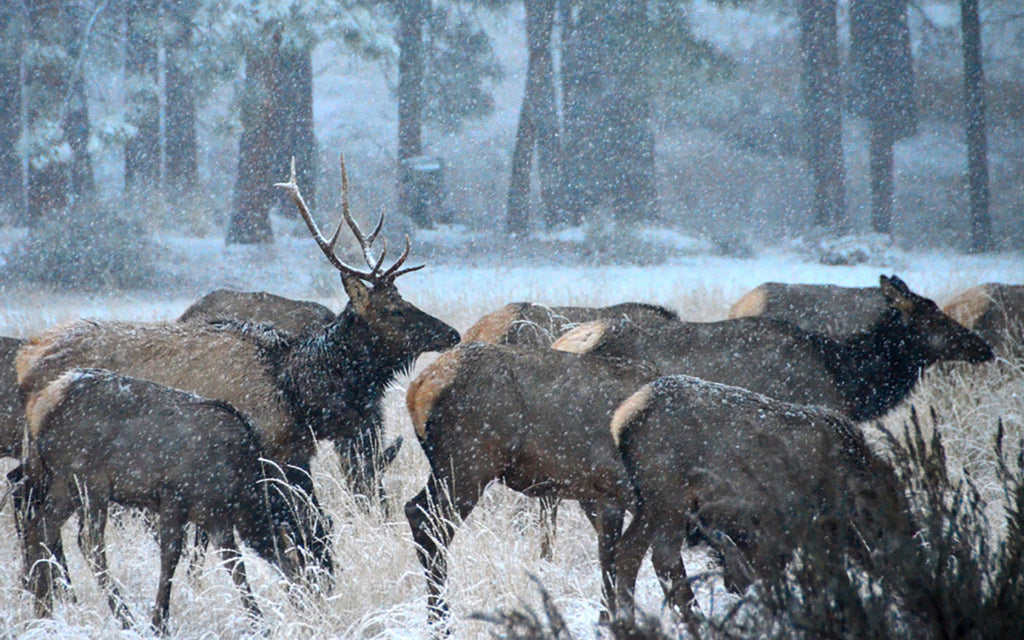 elk snow winter feed