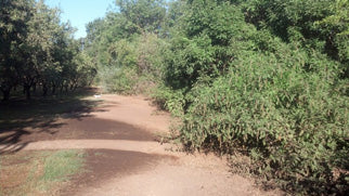 The natural vegetation on Comanche Creek serves as the perimeter of our organic orchard