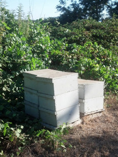 Bee hives left year round on perimeter of organic orchard