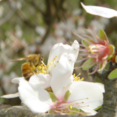 Bee pollinating an almond blossom