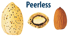 peerless_almond