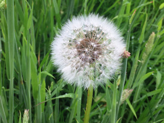 Dandelion clock