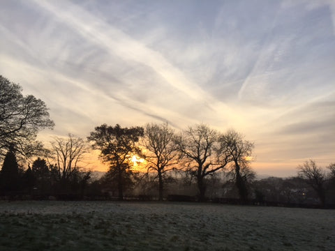 Natures beauty. Trees against beautiful coloured sky. 