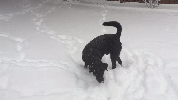 Cooper in the Snow