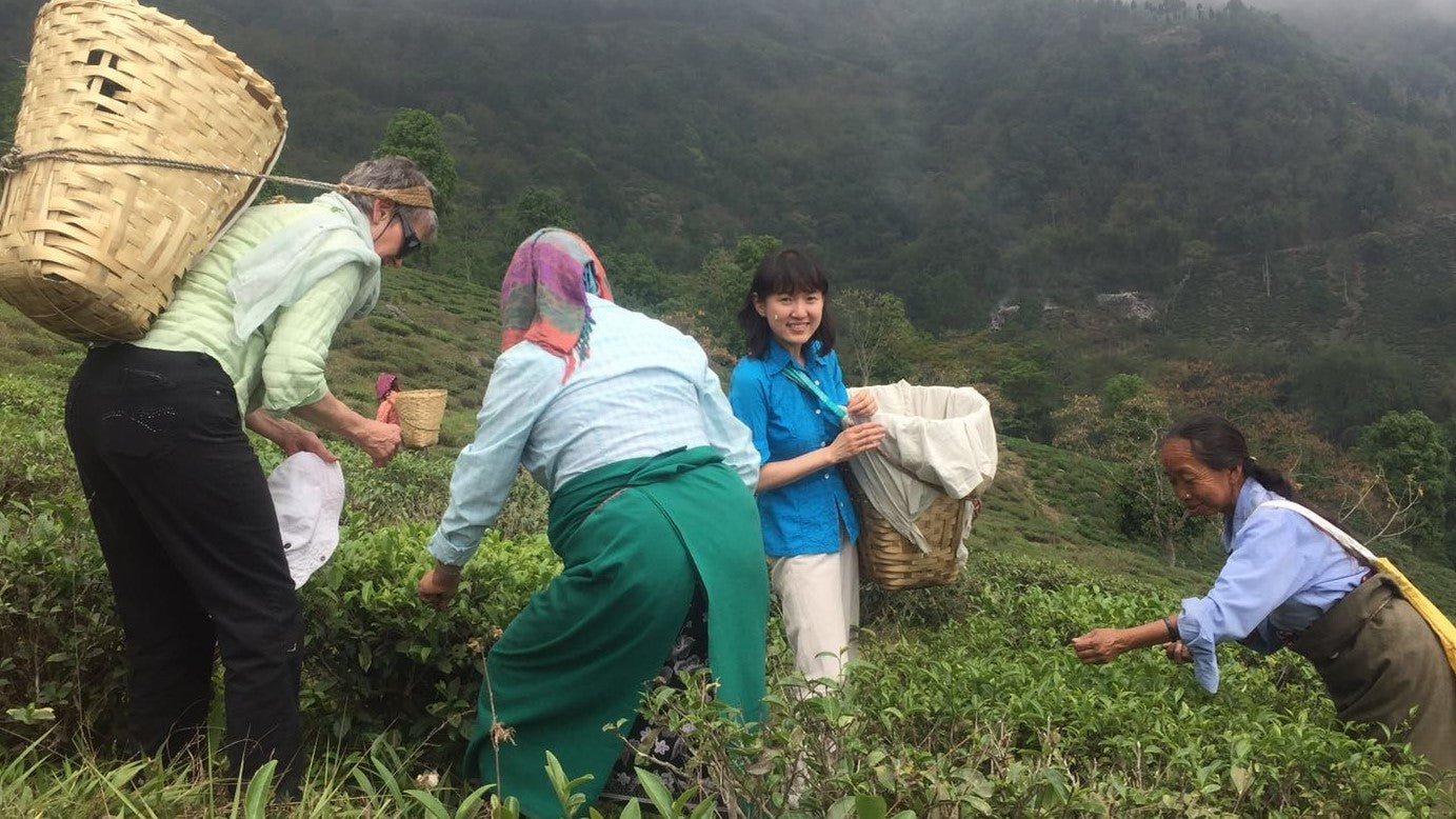 Harvesting Tea at Makaibari