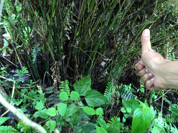 Thinnest species of bamboo at Makaibari