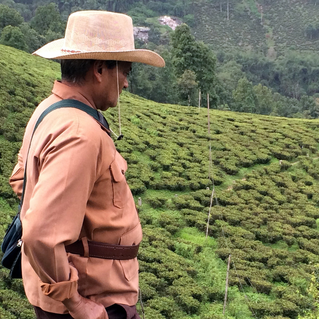 Makaibari Tea Estate