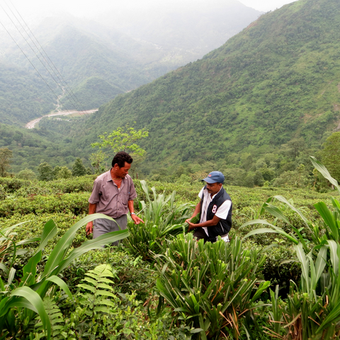 Mr. Das with one of his supervisors - Silver Tips Tea Online Tea Store