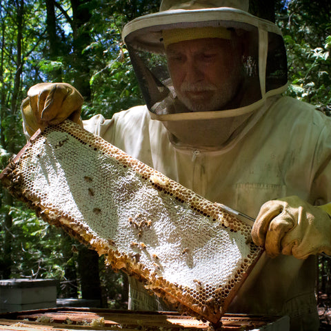 Beekeeper holding honeycomb frame from beehive