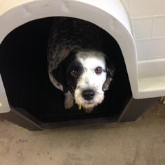 Digby at Daycare