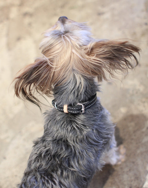Benji + Moon | Handcrafted Leather dog collars black and beige small Yorkie