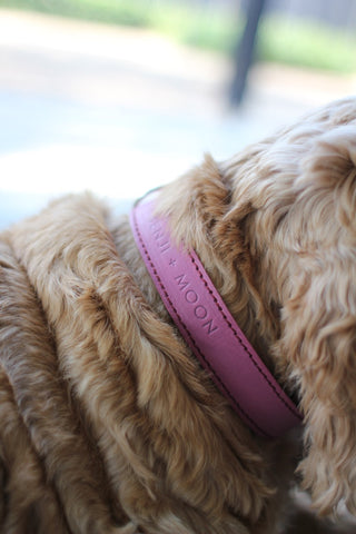 Limited Edition Pink Dog Collar