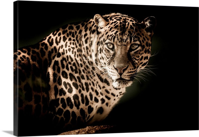 Focused Leopard Animal Canvas Wall Art Print Accent Canvas