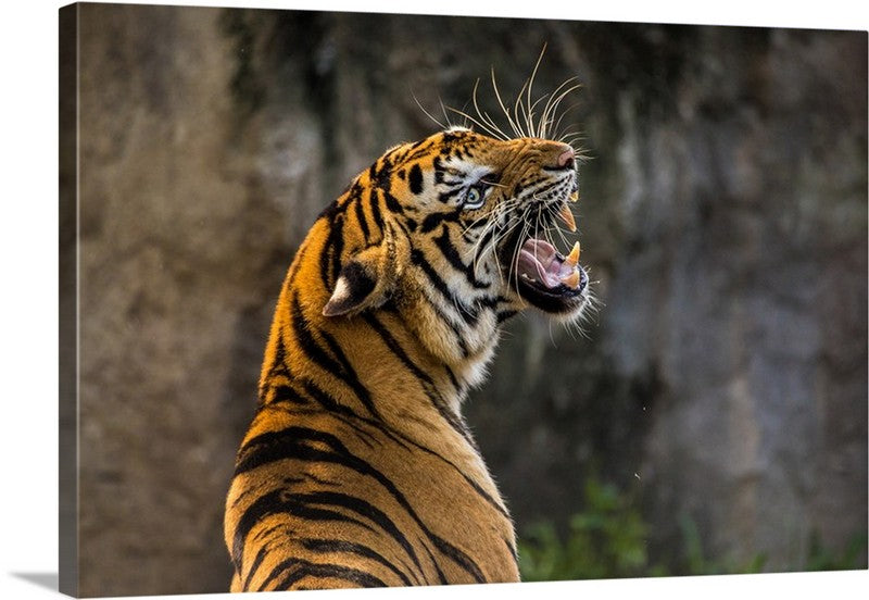 Roaring Tiger Animal Canvas Wall Art Print Accent Canvas