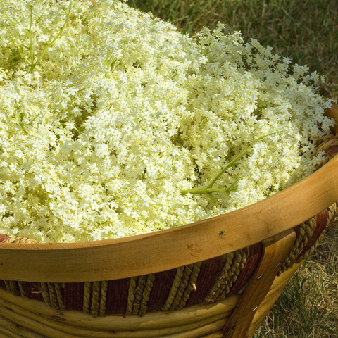 Basket of Elderflowers