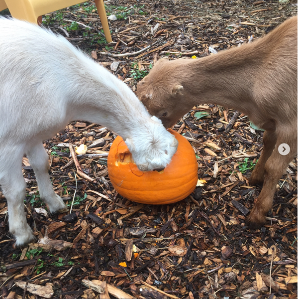 Revel & Co. Favorite Squares: Fall at the goat rescue in Washington