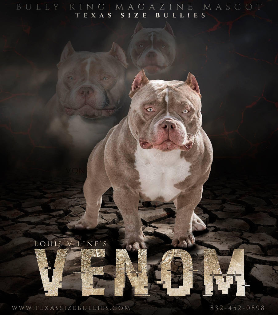 Louis V Line's Venom, American Bully Stud