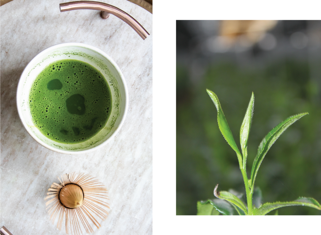 Ceremonial Matcha Shot; Tea leaves