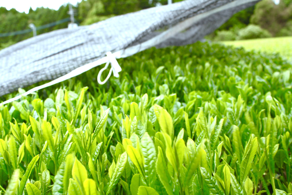 Shaded green tea leaves