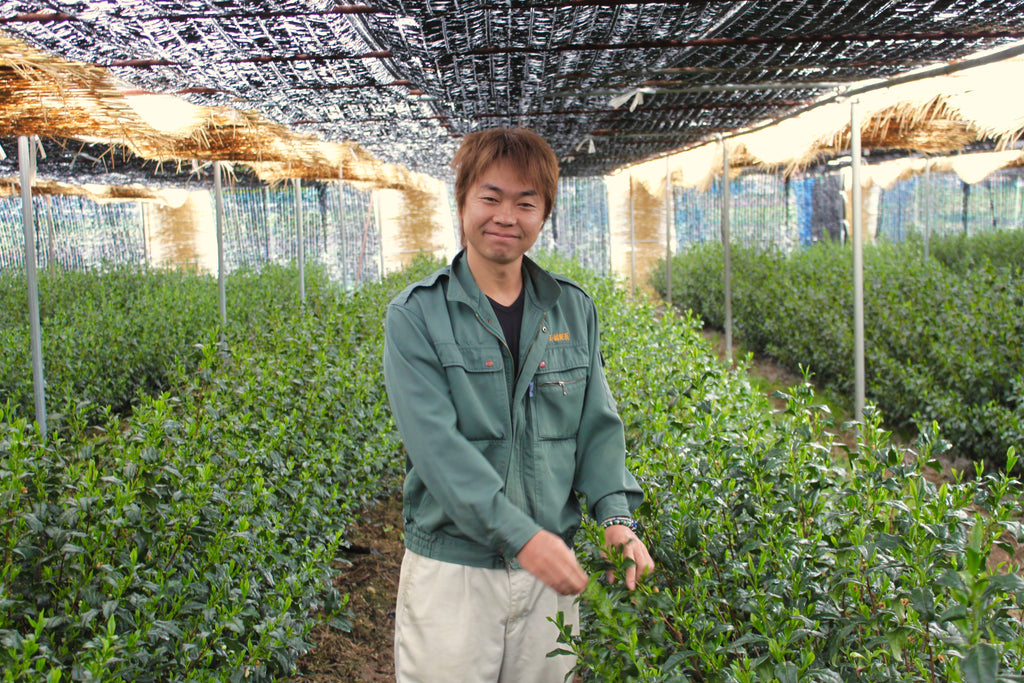 Man standing in rows of tea plants
