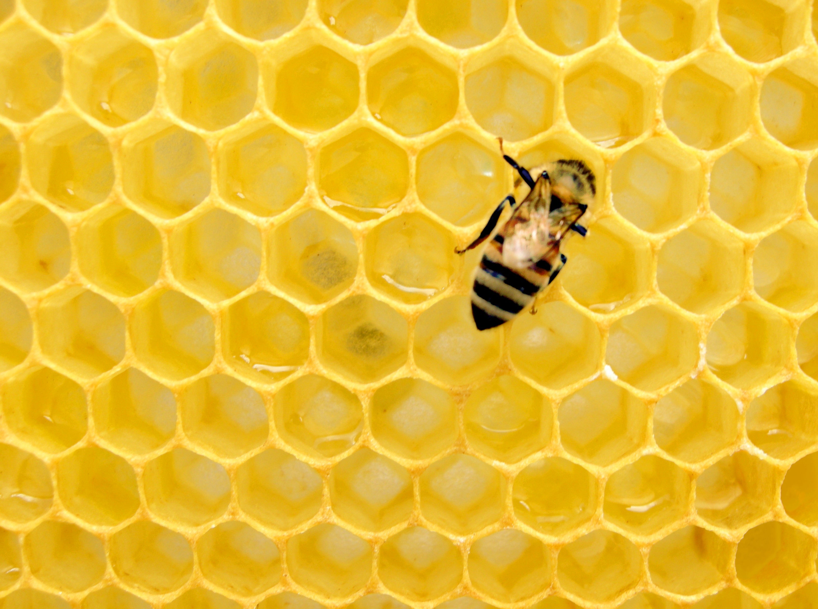 A bee walking on honeycomb