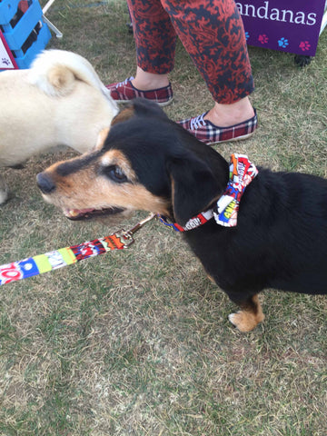 Mabel & Mu "Comic" Dog Collar and Lead