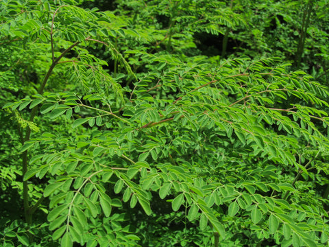 Moringa Leaves