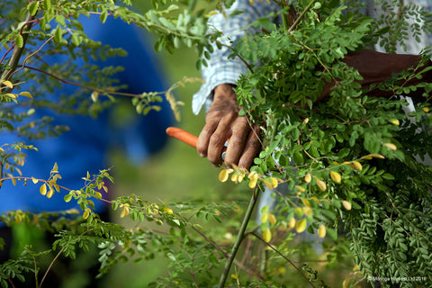 Harvesting Moringa by Hand