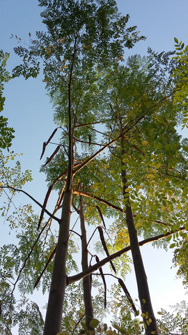Tall Moringa Tree at full height