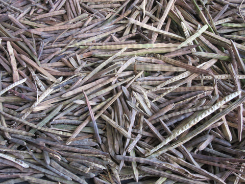 Dried Moringa Seed Pods