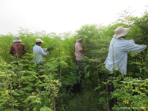 Moringa being cut and harvested by hand