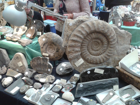 Fossils on display at Bakewell Fossil Show