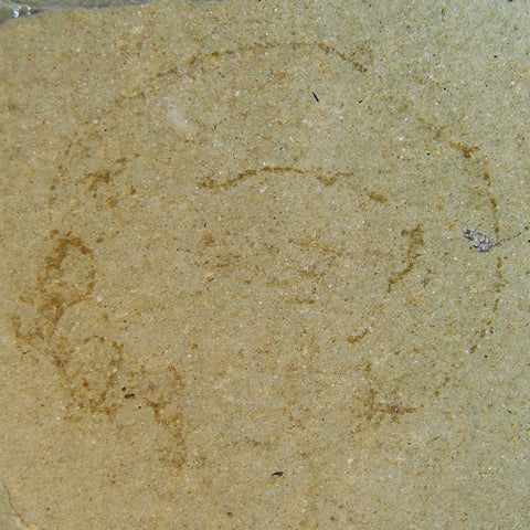 Tunjice hills Miocene fossil jellyfish Slovenia copyright Siri Scientific Press