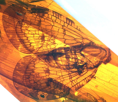 fossil insect in Mexican amber