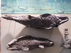 fossil fish from whitby