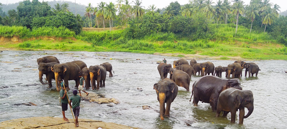 Elephant Bathing in Sri Lanka - Sri Lanka Travel Blog - Things to Do in Sri Lanka - Woodgeek Store