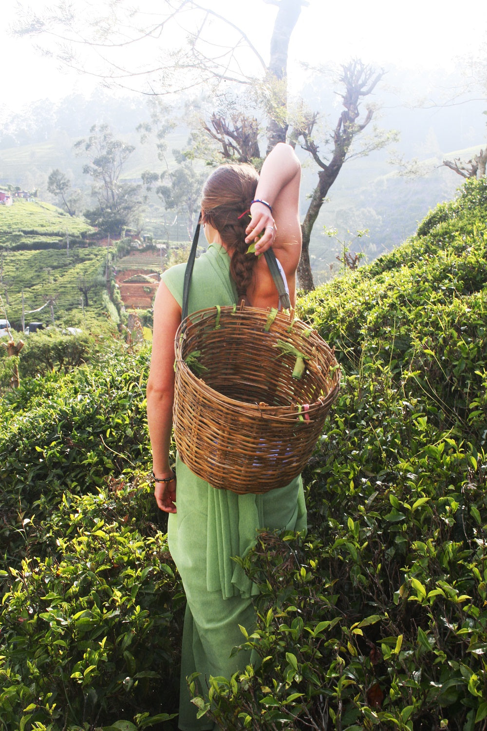 Tea Picking in Ella - Sri Lanka Travel Blog - Things to Do in Sri Lanka - Woodgeek Store
